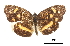  (Anthanassa ptolyca - CCDB-30816-D06)  @11 [ ] CreativeCommons - Attribution (2017) Jacopo Dercole Centre for Biodiversity Genomics