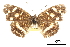  ( - CCDB-30816-D08)  @11 [ ] CreativeCommons - Attribution (2017) Jacopo Dercole Centre for Biodiversity Genomics