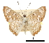  ( - CCDB-30816-D09)  @11 [ ] CreativeCommons - Attribution (2017) Jacopo Dercole Centre for Biodiversity Genomics