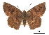  ( - CCDB-30816-E08)  @11 [ ] CreativeCommons - Attribution (2017) Jacopo Dercole Centre for Biodiversity Genomics