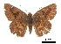  ( - CCDB-30816-E09)  @11 [ ] CreativeCommons - Attribution (2017) Jacopo Dercole Centre for Biodiversity Genomics