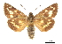  (Agathymus stephensi - CCDB-30816-H03)  @11 [ ] CreativeCommons - Attribution (2017) Jacopo Dercole Centre for Biodiversity Genomics