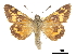  ( - CCDB-30816-H06)  @11 [ ] CreativeCommons - Attribution (2017) Jacopo Dercole Centre for Biodiversity Genomics