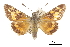  ( - CCDB-30816-H07)  @11 [ ] CreativeCommons - Attribution (2017) Jacopo Dercole Centre for Biodiversity Genomics