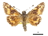  ( - CCDB-30816-H09)  @11 [ ] CreativeCommons - Attribution (2017) Jacopo Dercole Centre for Biodiversity Genomics