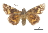  ( - CCDB-30817-A03)  @11 [ ] CreativeCommons - Attribution (2017) Jacopo Dercole Centre for Biodiversity Genomics