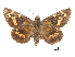  ( - CCDB-30817-A05)  @11 [ ] CreativeCommons - Attribution (2017) Jacopo Dercole Centre for Biodiversity Genomics