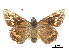  ( - CCDB-30817-A06)  @11 [ ] CreativeCommons - Attribution (2017) Jacopo Dercole Centre for Biodiversity Genomics