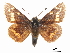  (Agathymus aryxna - CCDB-30817-A10)  @11 [ ] CreativeCommons - Attribution (2017) Jacopo Dercole Centre for Biodiversity Genomics