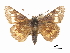  ( - CCDB-30817-A11)  @11 [ ] CreativeCommons - Attribution (2017) Jacopo Dercole Centre for Biodiversity Genomics