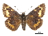  ( - CCDB-30817-A12)  @11 [ ] CreativeCommons - Attribution (2017) Jacopo Dercole Centre for Biodiversity Genomics