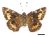  ( - CCDB-30817-B01)  @11 [ ] CreativeCommons - Attribution (2017) Jacopo Dercole Centre for Biodiversity Genomics