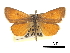  ( - CCDB-30817-B08)  @11 [ ] CreativeCommons - Attribution (2017) Jacopo Dercole Centre for Biodiversity Genomics