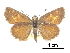  (Amblyscirtes cassus - CCDB-30817-C07)  @11 [ ] CreativeCommons - Attribution (2017) Jacopo Dercole Centre for Biodiversity Genomics