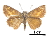  ( - CCDB-30817-C10)  @11 [ ] CreativeCommons - Attribution (2017) Jacopo Dercole Centre for Biodiversity Genomics