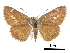  ( - CCDB-30817-C12)  @11 [ ] CreativeCommons - Attribution (2017) Jacopo Dercole Centre for Biodiversity Genomics