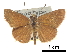  ( - CCDB-30817-D06)  @11 [ ] CreativeCommons - Attribution (2017) Jacopo Dercole Centre for Biodiversity Genomics