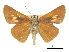  ( - CCDB-30817-F10)  @11 [ ] CreativeCommons - Attribution (2017) Jacopo Dercole Centre for Biodiversity Genomics