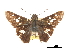  ( - CCDB-30817-G05)  @11 [ ] CreativeCommons - Attribution (2017) Jacopo Dercole Centre for Biodiversity Genomics