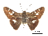  ( - CCDB-30817-G06)  @11 [ ] CreativeCommons - Attribution (2017) Jacopo Dercole Centre for Biodiversity Genomics