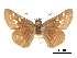  ( - CCDB-30817-G12)  @11 [ ] CreativeCommons - Attribution (2017) Jacopo Dercole Centre for Biodiversity Genomics