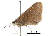  ( - CCDB-30817-H06)  @11 [ ] CreativeCommons - Attribution (2017) Jacopo Dercole Centre for Biodiversity Genomics