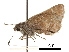  ( - CCDB-30817-H11)  @11 [ ] CreativeCommons - Attribution (2017) Jacopo Dercole Centre for Biodiversity Genomics