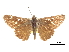  ( - CCDB-30818-A02)  @11 [ ] CreativeCommons - Attribution (2017) Jacopo Dercole Centre for Biodiversity Genomics