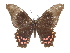  ( - CCDB-30818-B02)  @11 [ ] CreativeCommons - Attribution (2017) Jacopo Dercole Centre for Biodiversity Genomics