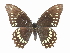  (Pterourus victorinus - CCDB-30818-B09)  @14 [ ] CreativeCommons - Attribution (2017) Jacopo Dercole Centre for Biodiversity Genomics