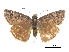  ( - CCDB-30818-D01)  @11 [ ] CreativeCommons - Attribution (2017) Jacopo Dercole Centre for Biodiversity Genomics