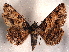  ( - CCDB-30818-G06)  @11 [ ] CreativeCommons - Attribution Non-Commercial Share-Alike (2017) E.H.Metzler Smithsonian Institution National Museum