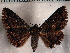  ( - CCDB-30818-G08)  @11 [ ] CreativeCommons - Attribution Non-Commercial Share-Alike (2017) E.H.Metzler Smithsonian Institution National Museum