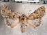  ( - CCDB-30818-H02)  @11 [ ] CreativeCommons - Attribution Non-Commercial Share-Alike (2017) E.H.Metzler Smithsonian Institution National Museum
