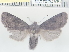  ( - CCDB-30818-H09)  @12 [ ] CreativeCommons - Attribution Non-Commercial Share-Alike (2017) E.H.Metzler Smithsonian Institution National Museum