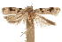  ( - CCDB-31099-A06)  @11 [ ] CreativeCommons - Attribution (2018) CBG Photography Group Centre for Biodiversity Genomics