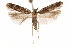  ( - CCDB-31099-A10)  @11 [ ] CreativeCommons - Attribution (2018) CBG Photography Group Centre for Biodiversity Genomics