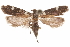  ( - CCDB-31099-B04)  @11 [ ] CreativeCommons - Attribution (2018) CBG Photography Group Centre for Biodiversity Genomics