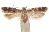  ( - CCDB-31099-B05)  @11 [ ] CreativeCommons - Attribution (2018) CBG Photography Group Centre for Biodiversity Genomics