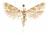  ( - CCDB-31099-C03)  @11 [ ] CreativeCommons - Attribution (2018) CBG Photography Group Centre for Biodiversity Genomics