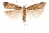  ( - CCDB-31099-C07)  @11 [ ] CreativeCommons - Attribution (2018) CBG Photography Group Centre for Biodiversity Genomics
