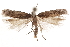  ( - CCDB-31099-C11)  @11 [ ] CreativeCommons - Attribution (2018) CBG Photography Group Centre for Biodiversity Genomics