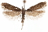  ( - CCDB-31099-C12)  @11 [ ] CreativeCommons - Attribution (2018) CBG Photography Group Centre for Biodiversity Genomics
