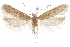  ( - CCDB-31099-D01)  @11 [ ] CreativeCommons - Attribution (2018) CBG Photography Group Centre for Biodiversity Genomics