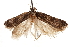  ( - CCDB-31099-E07)  @11 [ ] CreativeCommons - Attribution (2018) CBG Photography Group Centre for Biodiversity Genomics