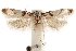  ( - CCDB-31099-F02)  @11 [ ] CreativeCommons - Attribution (2018) CBG Photography Group Centre for Biodiversity Genomics