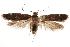  ( - CCDB-31099-F07)  @14 [ ] CreativeCommons - Attribution (2018) CBG Photography Group Centre for Biodiversity Genomics