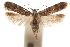  ( - CCDB-31099-G02)  @11 [ ] CreativeCommons - Attribution (2018) CBG Photography Group Centre for Biodiversity Genomics