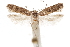  ( - CCDB-31099-G09)  @11 [ ] CreativeCommons - Attribution (2018) CBG Photography Group Centre for Biodiversity Genomics