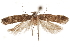  ( - CCDB-31099-H06)  @11 [ ] CreativeCommons - Attribution (2018) CBG Photography Group Centre for Biodiversity Genomics